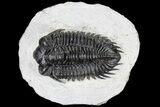 Coltraneia Trilobite Fossil - Huge Faceted Eyes #86004-3